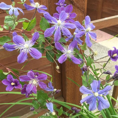 Clematis ‘Arabella’ (Integrifolia Group)